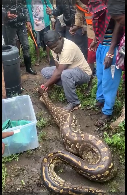 13-foot python captured in Kajiado after swallowing an antelope